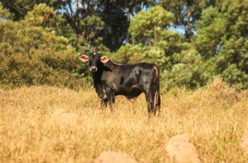 Arroba do boi gordo encerra a semana a R$ 350, com leve valorização no mercado físico 5 Arroba do boi a R$ 350 com exportações em queda