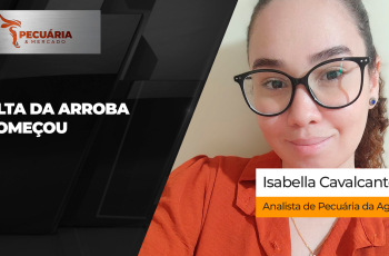 Arroba do boi gordo encerra a semana em alta, com preços no mercado futuro acima de R$ 380 6 Semana encerra com boa alta para arroba do boi e movimento deve se intensificar em outubro