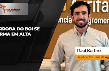 Arroba do boi gordo encerra em alta, com preço atingindo R$ 360,00 em São Paulo 4 Arroba do boi se firma em alta e reajustes de R$5/@ são registrados em...