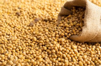 Soja fecha em alta a US$ 12,97 3/4 por bushel na Bolsa de Chicago 2 PLATAFORMA SAFRAS