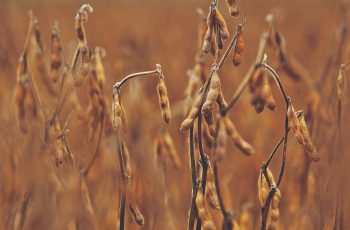 Soja avança na Bolsa de Chicago, com contrato novembro/26 a US$ 13,0975 por bushel 11 Soja amplia altas em Chicago após USDA anunciar nova venda para a China...