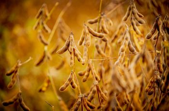 Soja encerra em alta com preços a US$ 13,27 por bushel após queda nos estoques nos EUA 1 Soja reduz altas em Chicago após USDA, mas demanda e estoques menores ainda...