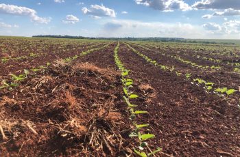 Soja avança 1,63% em Mato Grosso, com preços acima de US$ 13 por bushel em Chicago 4 Ritmo acelerado nas vendas da soja
