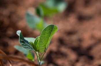 Plantio de soja atinge 28% da área prevista no Paraná para a safra 2026/27 1 Plantio da soja chega a 28% no Paraná, mas frio, granizo e excesso de...