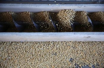 Soja avança 0,74% e fecha a US$ 12,97 por bushel em Chicago 4 Soja se recupera em Chicago com atenção ao avanço da colheita nos EUA