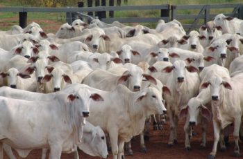Arroba do boi gordo encerra em R$ 346,00 em Campo Grande e R$ 341,50 em Três Lagoas; vaca gorda avança R$ 5,00 em Três Lagoas. 6 Arroba da vaca gorda aumenta em Três Lagoas e do boi em Dourados -
