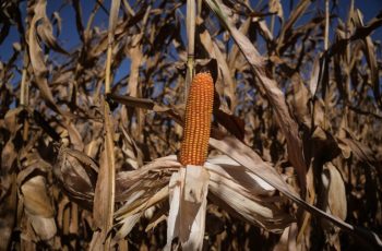 Milho na B3 recua, com novembro/26 cotado a R$ 69,20 e desvalorização de 0,49% 11 Milho opera próximo da estabilidade em Chicago nesta sexta-feira, com mercado à espera de novos dados do USDA