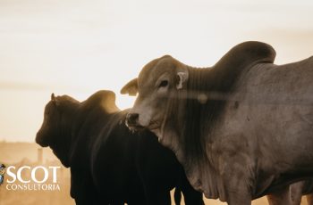 Vaca e novilha sobem R$ 2,00/@ e R$ 3,00/@, respectivamente, em São Paulo e Mato Grosso do Sul 4 Foto: Bela Magrela