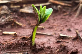 Soja recua para R$ 136,86 por saca em Mato Grosso do Sul até 9 de outubro 9 Idest.com.br - 20 anos