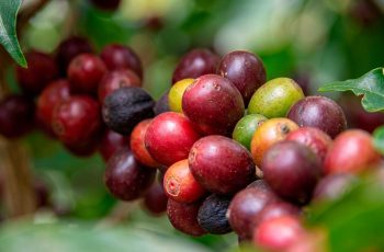Café arábica tipo 6 duro encerra em R$ 1.717 em Três Pontas/MG, maior cotação registrada 3 TV KZ