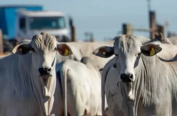 Arroba do boi gordo sobe para R$ 356,00 em Campo Grande, R$ 358,00 em Dourados e R$ 353,00 em Três Lagoas; vaca gorda mantém preços. 8 Arroba do boi encerra semana em alta nas três principais praças de MS -