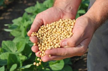 Área cultivada com soja aumenta 175 mil hectares no Pará e Tocantins na safra 2025/26 1 PLATAFORMA SAFRAS
