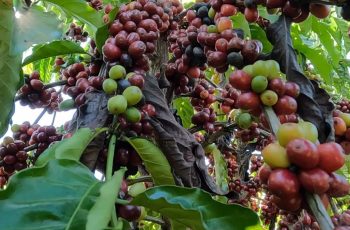 Produção de café em Mato Grosso deve alcançar 268,9 mil sacas beneficiadas em 2026, destaca concurso em Juína 5 Concurso de café reúne produtores de 16 municípios em Juína