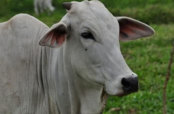 Boi gordo encerra em R$ 372,95, com alta de 7,8% em setembro 9 boi gordo china
