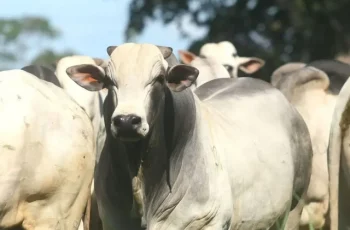Arroba do boi gordo em Campo Grande sobe para R$ 358,00 e vaca gorda para R$ 336,50; Dourados e Três Lagoas mantêm preços. 10 Arroba do boi e da vaca gorda teve aumento na Capital -