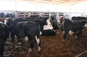 Boi gordo encerra outubro de 2026 cotado a R$ 373 por arroba 3 Minuto Rural no Google News