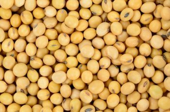 Soja recua na Bolsa de Chicago, com novembro/26 a US$ 12,84 por bushel 1 Soja segue recuando em Chicago nesta 3ª feira (13) com farelo caindo quase 2%