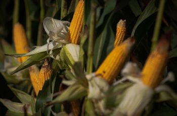 Milho safrinha encerra safra 2025/26 com lucratividade de 36,5% e preço médio de R$ 2.214 por hectare 12 Safra nova, lucro velho: produtor de milho safrinha repete a margem do ano...