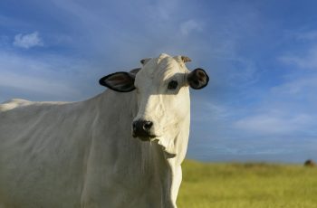 Arroba do boi gordo atinge R$ 372,95 em São Paulo, com alta de 7,8% no início de outubro 7 Preço da arroba do boi gordo em SP tem o maior valor nominal, aponta Cepea