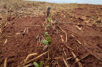 Plantio de soja em Mato Grosso do Sul atinge 18% da área prevista para a safra 2026/2027 5 Plantio da soja avança nas regiões Centro e Sul, mas segue lento na região...