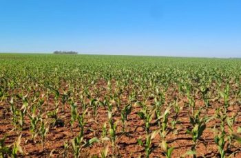 Cultivo de milho em São Borja cresce para 25 mil hectares na safra 2026/2027 2 Produtores de São Borja ampliam área de milho e reforçam cuidados diante do...