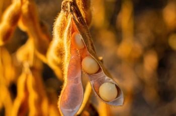 Soja recua na Bolsa de Chicago, com novembro/26 cotada a US$ 12,89 por bushel 7 Soja amplia perdas em Chicago nesta 5ª feira, com farelo caindo mais de 2%