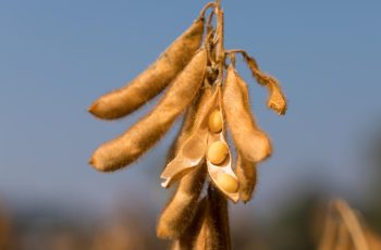 Soja recua na Bolsa de Chicago, com novembro/26 fechando a US$ 12,77 por bushel 3 Soja fecha em queda em Chicago com óleo recuando quase 1,5%; preços no BR...