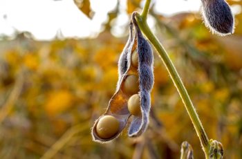 Soja recua em Chicago, com novembro/26 a US$ 12,76 por bushel e janeiro/27 a US$ 12,92 por bushel 8 Soja amplia perdas em Chicago com óleo caindo mais de 1% e mesmo após dos...
