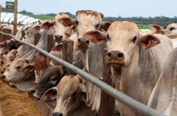 Arroba do boi gordo encerra em R$ 372,95, alta de 7,8% em relação ao início do mês anterior 11 Preço da arroba do boi gordo em SP tem o maior valor nominal, aponta Cepea