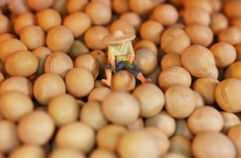 Soja fecha em queda de 1,75 centavos, cotada a US$ 12,6125 o bushel, com queda semanal de 2,4% 11 Soja atinge menor valor em sete semanas na Bolsa de Chicago